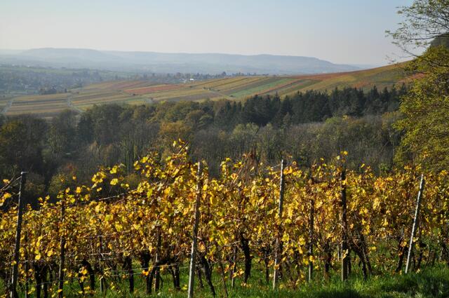 Die Weinberge leuchten in der Sonne. Blick von Donnbronn Richtung Flein. | Foto: Daniela Somers