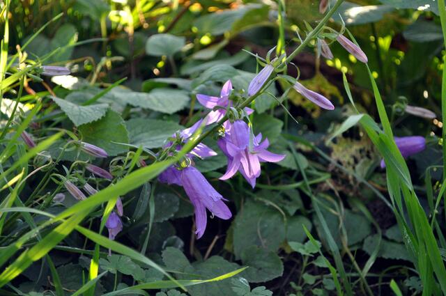 Die Glockenblumen am Rand der Weinberge bringen richtig Farbe ins Spiel | Foto: Daniela Somers