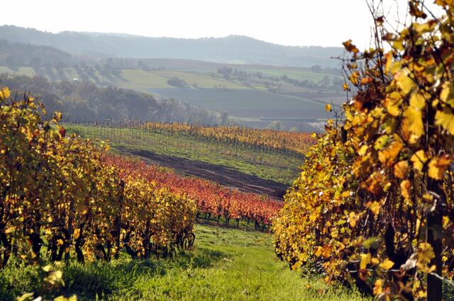 Die Weinberge leuchten in der Sonne. Blick von Donnbronn Richtung Flein. | Foto: Daniela Somers