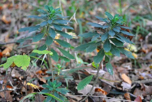 Im Wald sieht man diese kräftig grünen Pflanzen. Eine Euphorbienart? Vielleicht weiß es ja jemand. | Foto: Daniela Somers