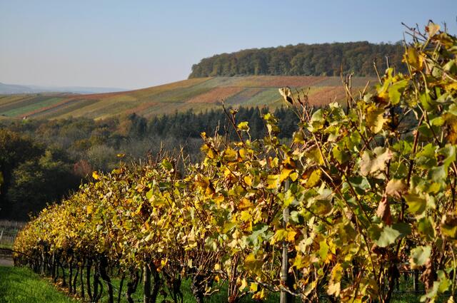 Die Weinberge leuchten in der Sonne. Blick von Donnbronn Richtung Flein. | Foto: Daniela Somers