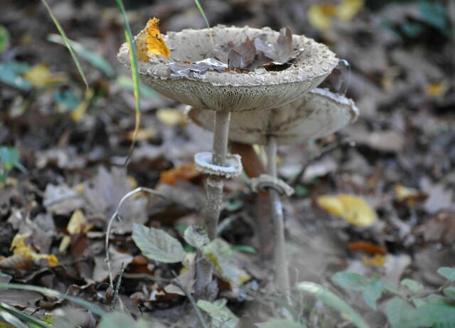 Nicht sehr farbig. Eben nur Grau. Dafür ist ihre Form schön. | Foto: Daniela Somers