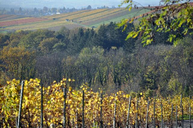 Die Weinberge leuchten in der Sonne. Blick von Donnbronn Richtung Flein. | Foto: Daniela Somers