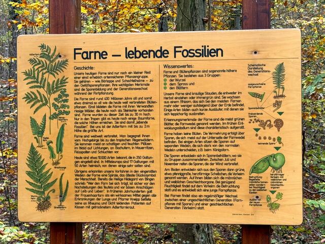 Foto: Heide Böllinger aus Bad Friedrichshall