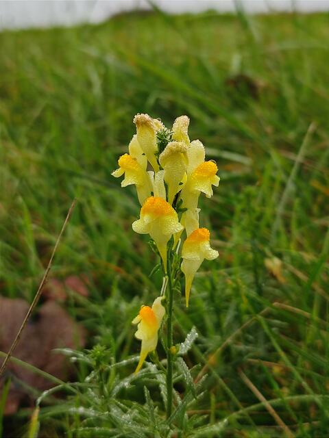 Frauenflachs | Foto: Aurelia Kling
