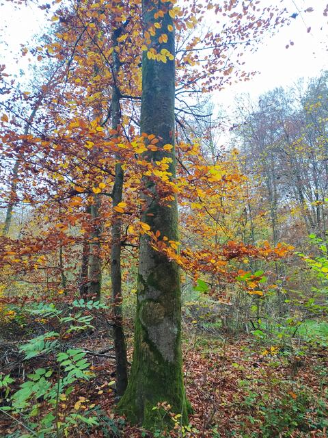 Foto: sigischlottke