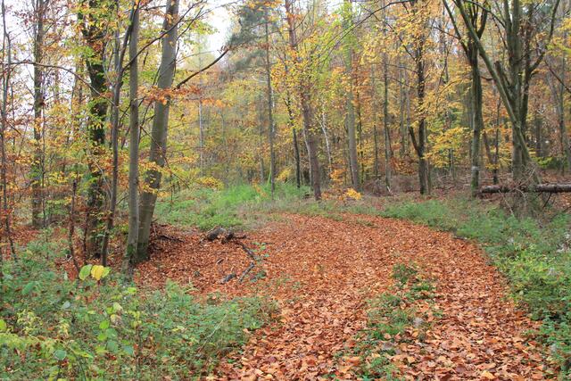 raschel, raschel | Foto: Ralf Röser