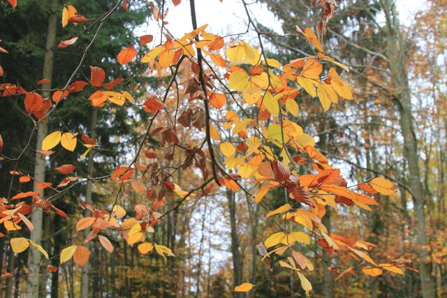 diese Farben🍁🍂😍🌞 | Foto: Ralf Röser