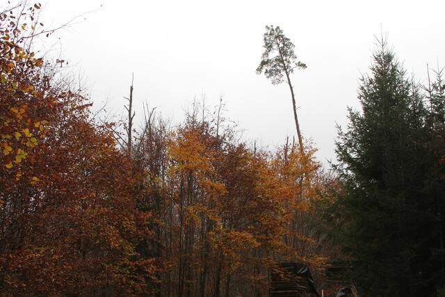 diese Farben🍁🍂😍🌞 | Foto: Ralf Röser