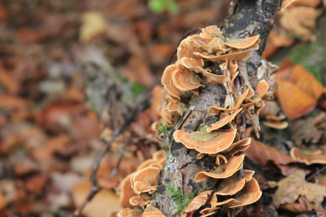 schee | Foto: Ralf Röser