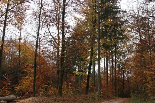 diese Farben🍁🍂😍🌞 | Foto: Ralf Röser