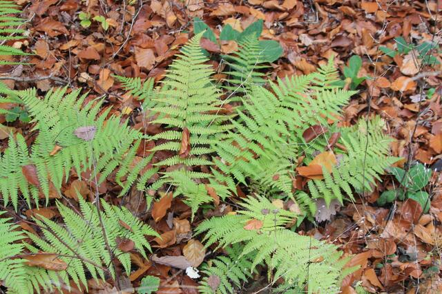 Farn😍 | Foto: Ralf Röser