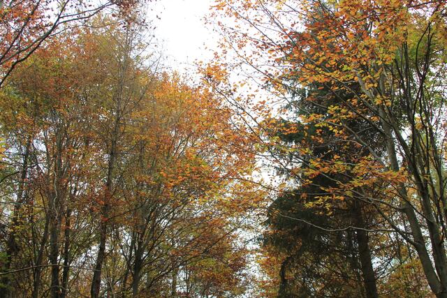 diese Farben🍁🍂😍🌞 | Foto: Ralf Röser