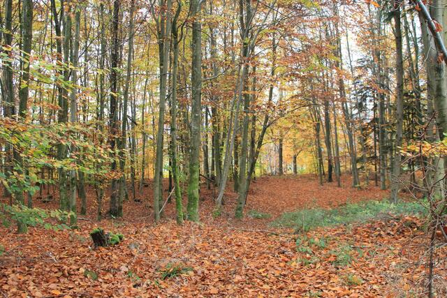 diese Farben🍁🍂😍🌞 | Foto: Ralf Röser