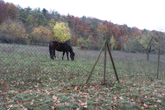 Am Radweg Richtung Altkrautheim | Foto: Marga Specht