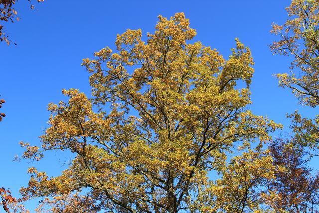 oben- diese Farben🍁🍂😍🌞 | Foto: Ralf Röser