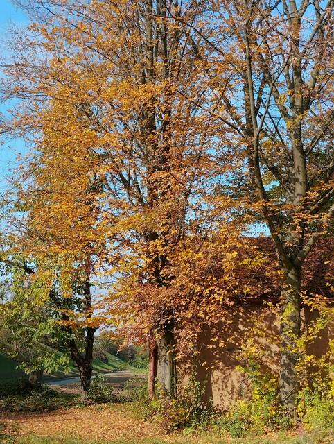 herbstliche Bäume | Foto: privat