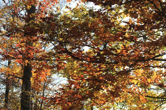 oben- diese Farben🍁🍂😍🌞 | Foto: Ralf Röser