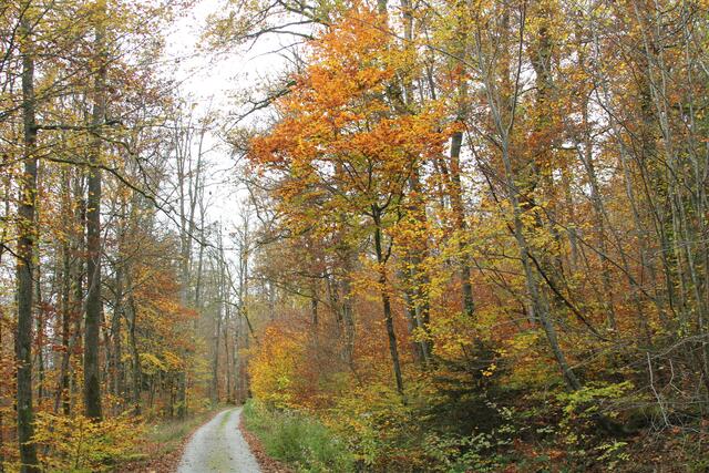 diese Farben🍁🍂😍🌞 | Foto: Ralf Röser