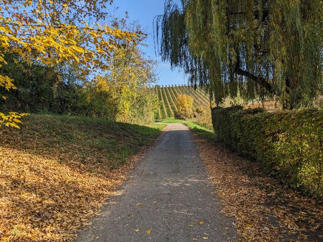 Herbstsonne | Foto: privat