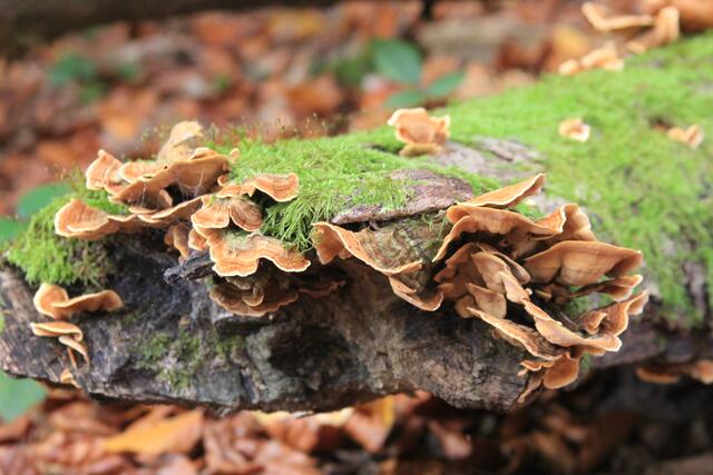 schee | Foto: Ralf Röser