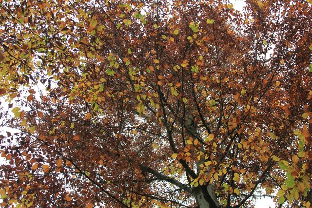 oben- diese Farben🍁🍂😍🌞 | Foto: Ralf Röser