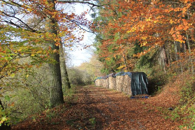 diese Farben🍁🍂😍🌞 | Foto: Ralf Röser