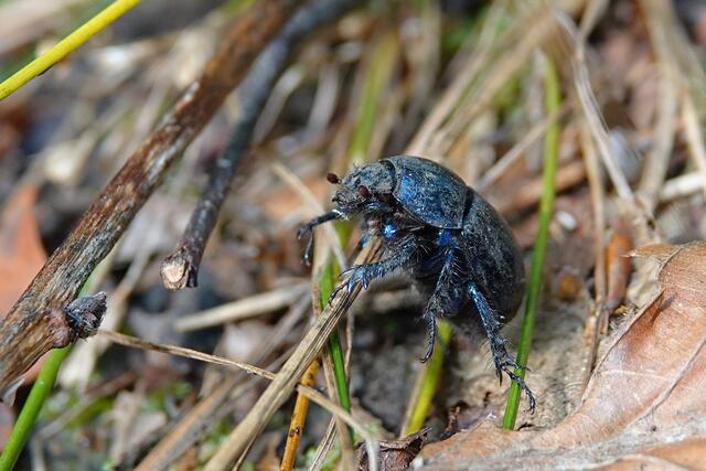 Man beachte die Augenstellung hier ... | Foto: Uschi Dugulin