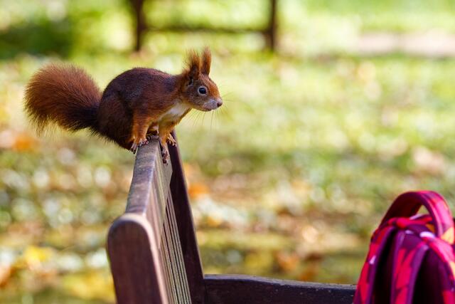 Neben dem roten Rucksack sind Monis Nüsse 😊 | Foto: WKY