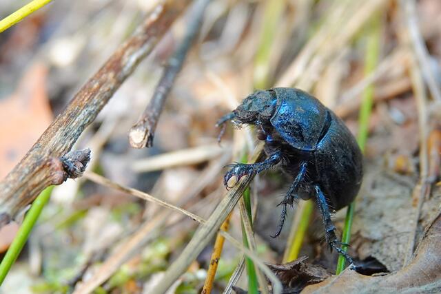 ... und hier. | Foto: Uschi Dugulin