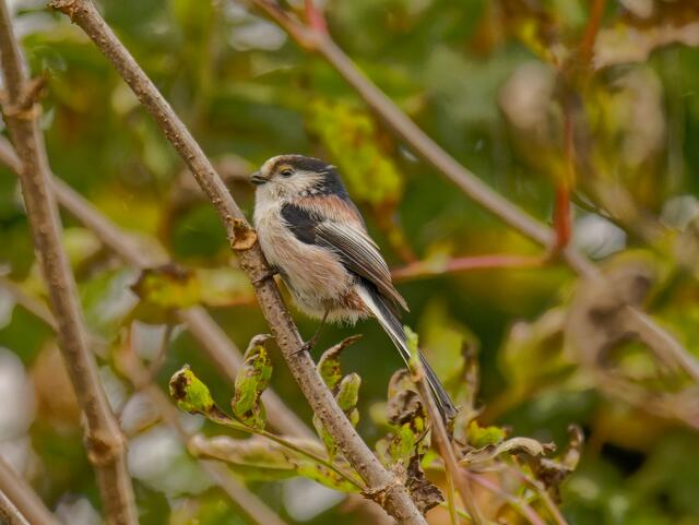 Foto: Eigenes Bild TB