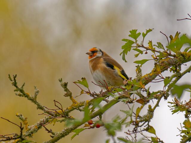 Foto: Eigenes Bild TB