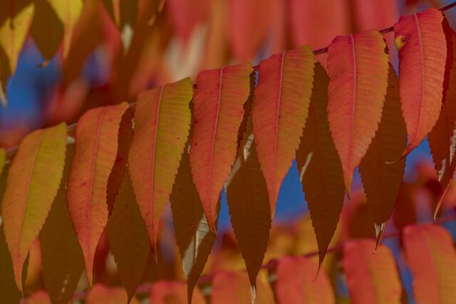 Essigbaum im Herbst | Foto: Helga Rosenberger