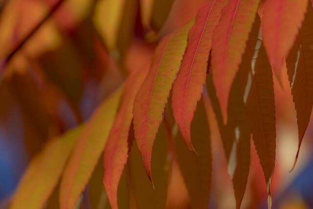 Essigbaum im Herbstkleid | Foto: Helga Rosenberger