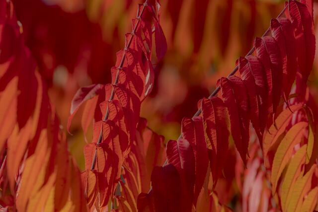 Essigbaum im Herbst | Foto: Helga Rosenberger
