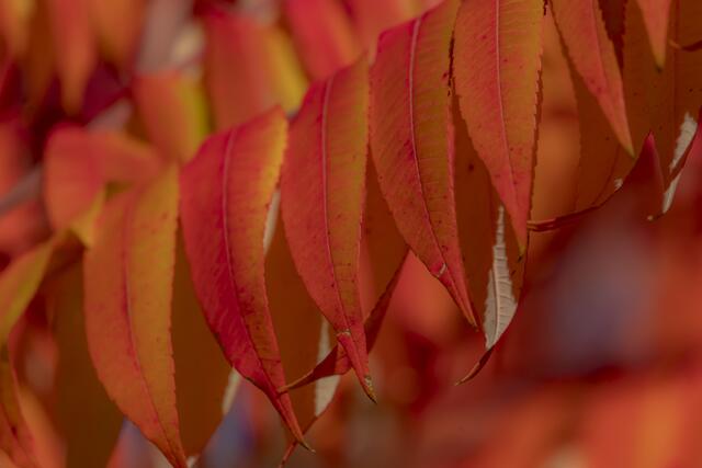 Essigbaum im Herbst | Foto: Helga Rosenberger