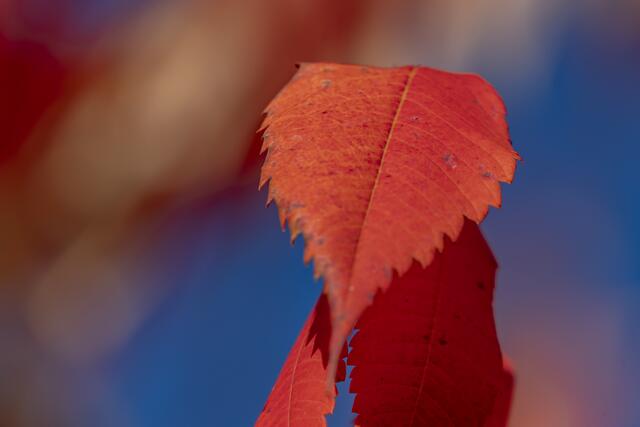 Blatt Kunst in rot | Foto: Helga Rosenberger