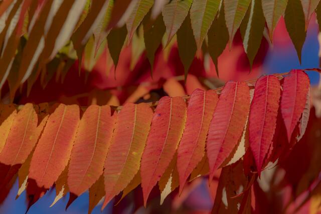 Essigbaum im Herbst | Foto: Helga Rosenberger
