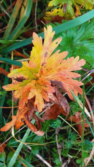 Kurz mal raus...  | Foto: Ralf Röser