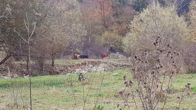 Kurz mal raus...  | Foto: Ralf Röser