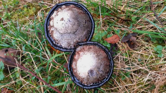 Kurz mal raus...  | Foto: Ralf Röser