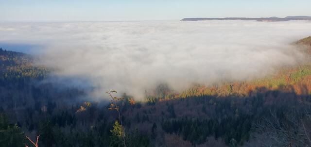 Nebel über sonnenbestrahltem Herbstwald. | Foto: privat Sibylle Tröber