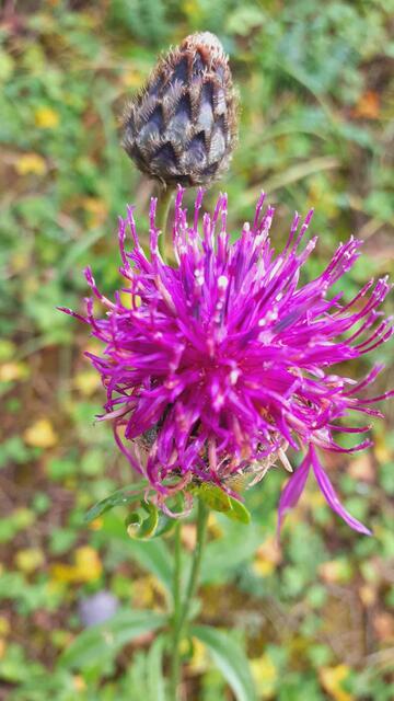 Kurz mal raus...  | Foto: Ralf Röser