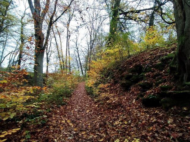 Im Bannwald | Foto: sigischlottke