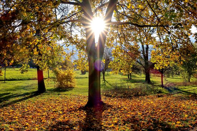 Herbst im Gegenlicht Bad Rappenau Kurpark | Foto: Peter Rössler