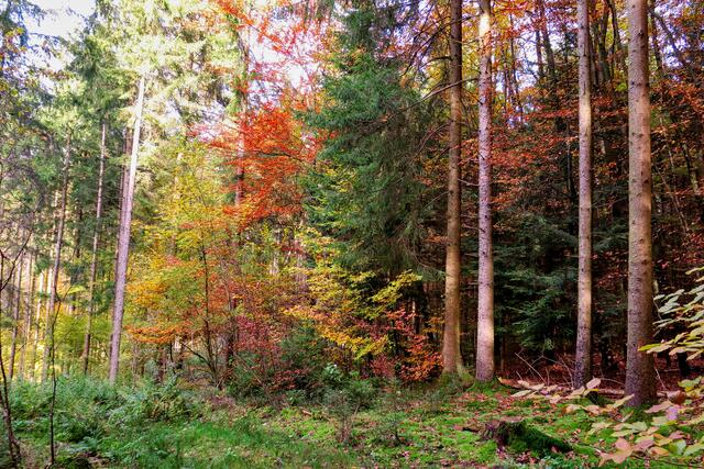 Herbstliche  Blätter im Wald bei Finsterrot | Foto: Peter Rössler