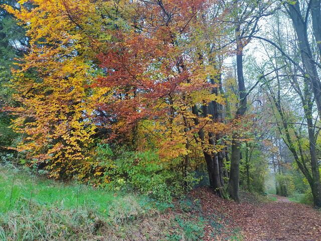 Das Laub leuchtet herrlich bunt | Foto: sigischlottke