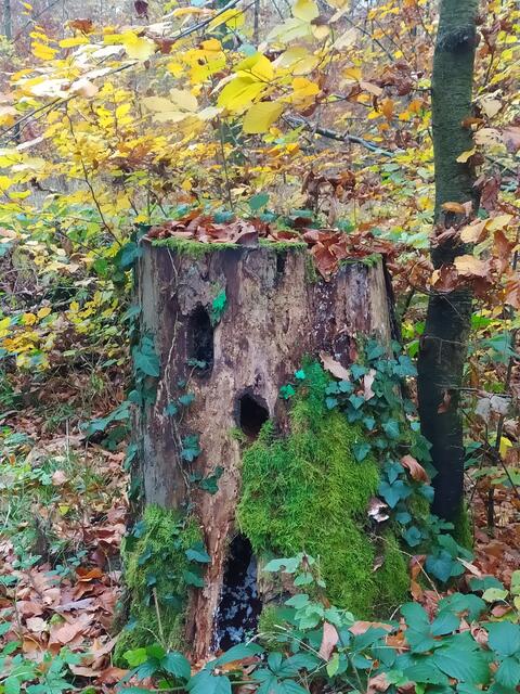 Wie ein Stillleben | Foto: sigischlottke