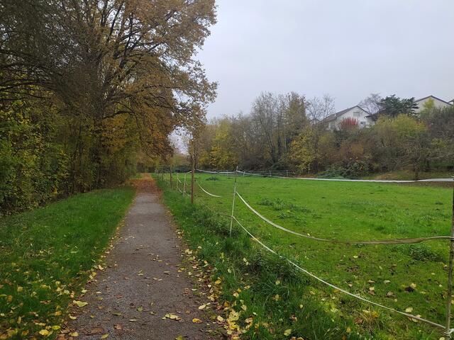 Die Pferde hatten heute wohl keine Lust, raus zu gehen | Foto: sigischlottke