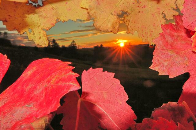 Sonnenuntergang gesehen durch Weinblätter in Neckarsulm am Hungerberg  | Foto: Peter Rössler